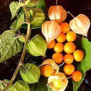 Kacau orange - golden berry