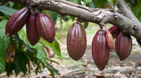 Soklet - cacao pods