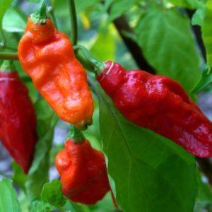 Bhut Jolokia - Asit K.ghosh Thaumaturgist