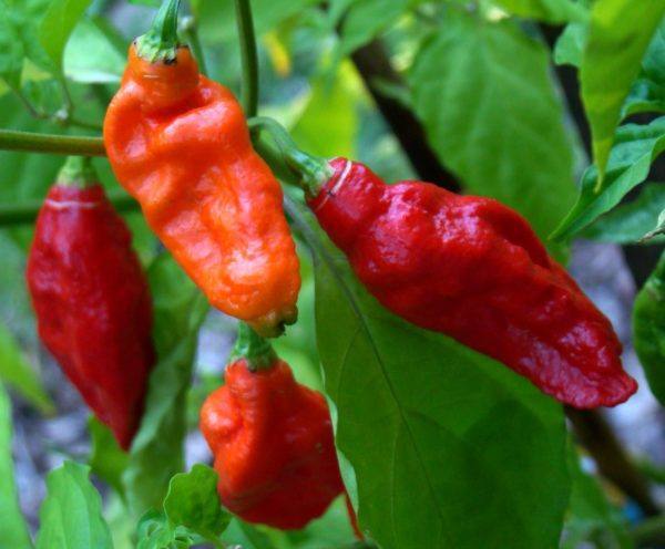 Bhut Jolokia - Asit K.ghosh Thaumaturgist