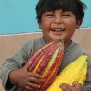 Cacao Growers Son, Piura (Custom)