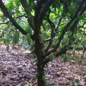 Georgia Ramon Brasilien 73 - COOPAM Cacao tree