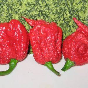 Georgia Ramon Carolina Reaper - peppers Wiki Commons foto van Dale Thurber