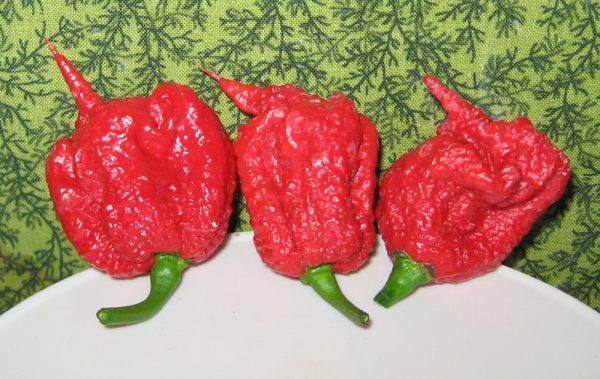 Georgia Ramon Carolina Reaper - peppers Wiki Commons foto van Dale Thurber