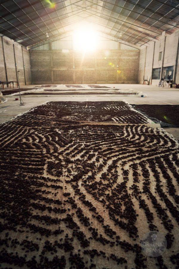 Original Beans Cusco - drying beans WEB