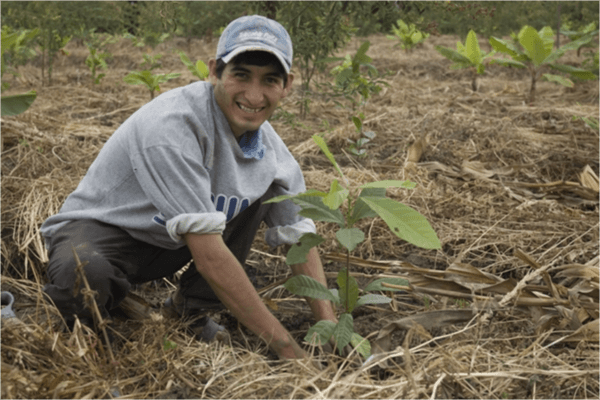 Original Beans Piura - Replanting Porcelana