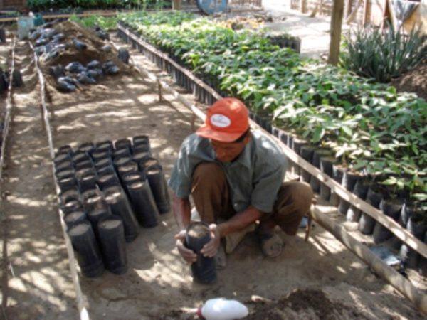 Original Beans Piura - nursery