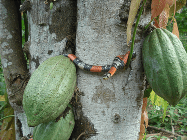 Original Beans Piura - snake