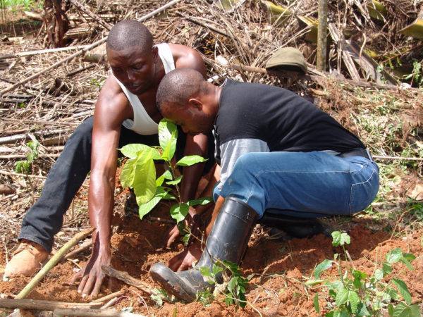 Original Beans Virunga - Replanting [2]