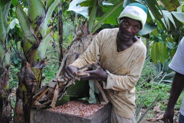 Original Beans Virunga - fermentation