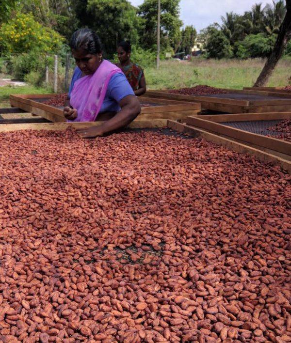 Soklet - Drying beans