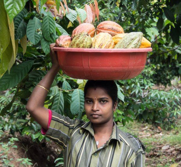 Soklet - cacao farm worker