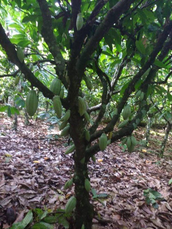 Georgia Ramon Brasilien 73 - COOPAM Cacao tree