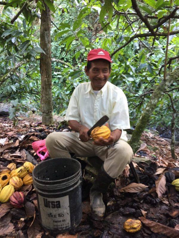 Guatemala Alta Verapaz farmer open cocoa pod 9