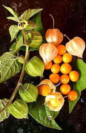 Kacau orange - golden berry