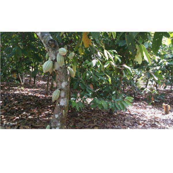 Morin - Ivory coast - KOADODUE - cacao tree