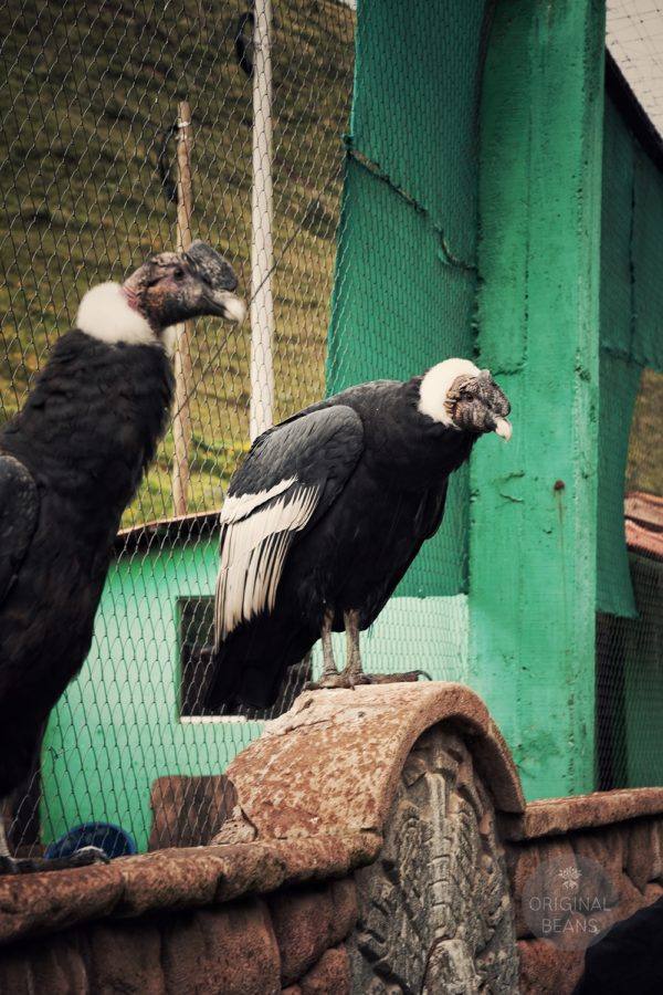 Original Beans Cusco - vultures WEB
