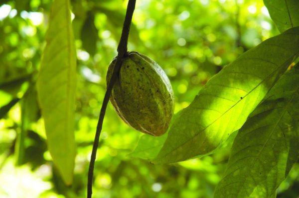 Original Beans Piura - White cacao fruit